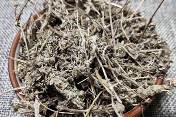 白蒿药材图