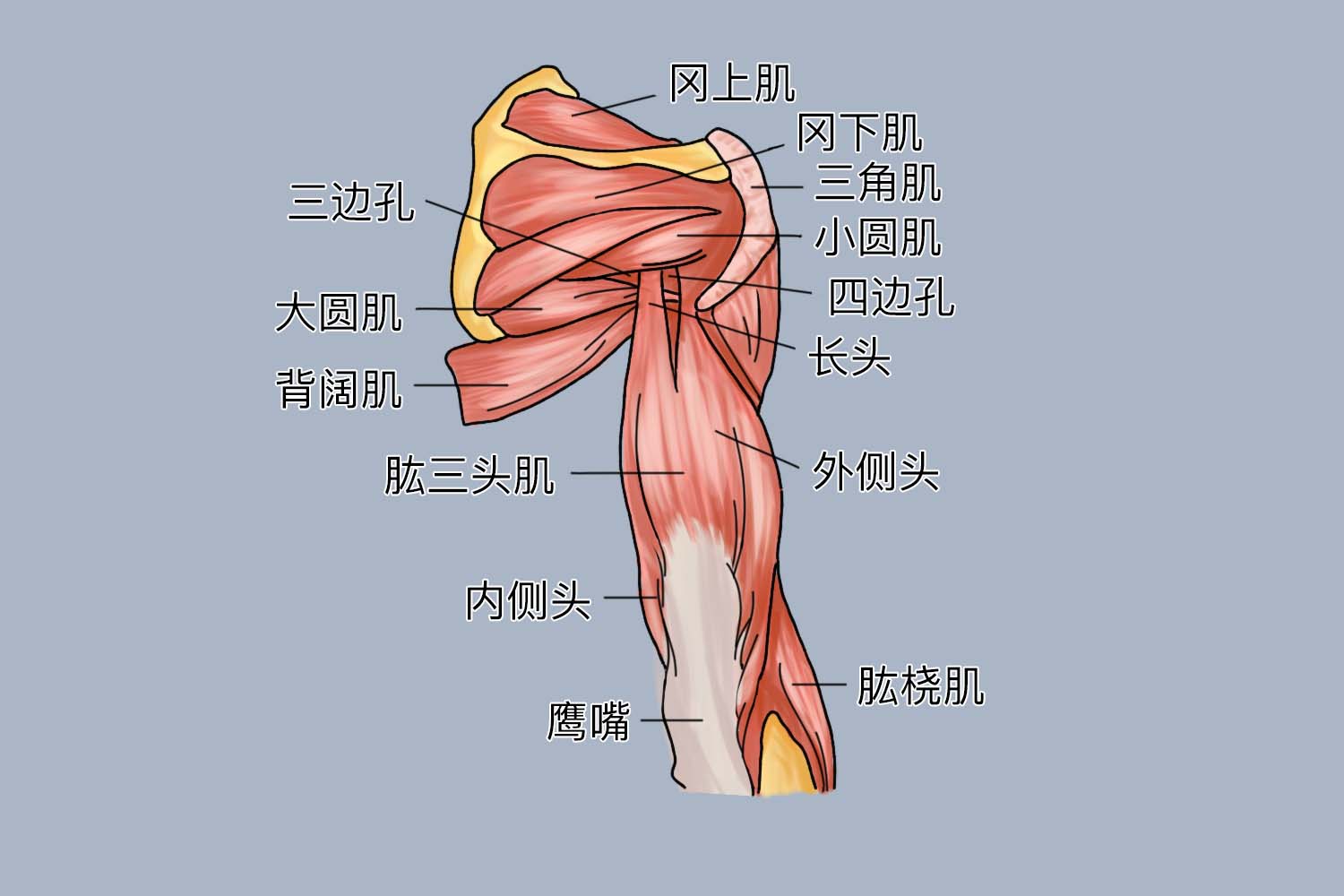 以扁腱起自肩胛骨盂下结 节