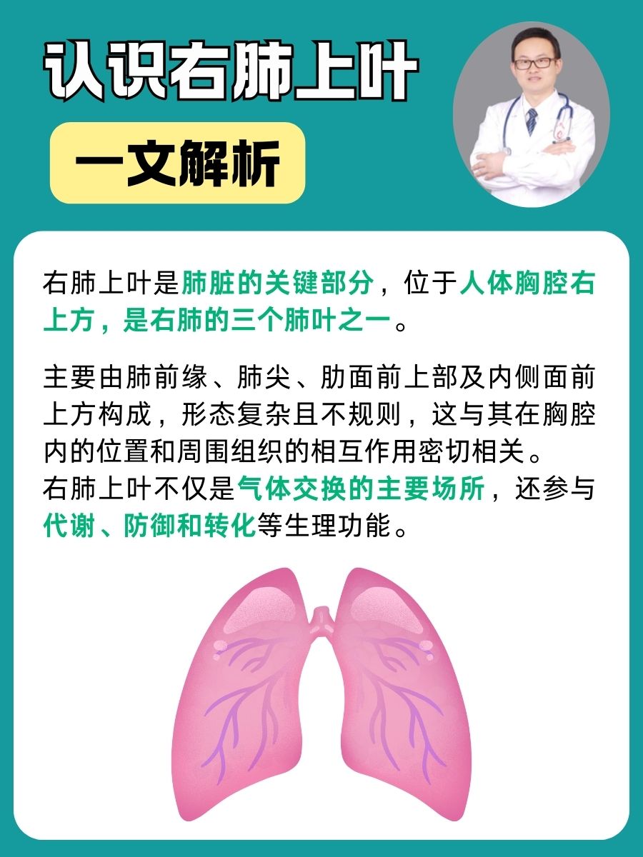 认识右肺上叶：一文解析