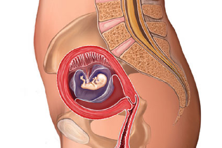 怀孕十五周子宫位置图