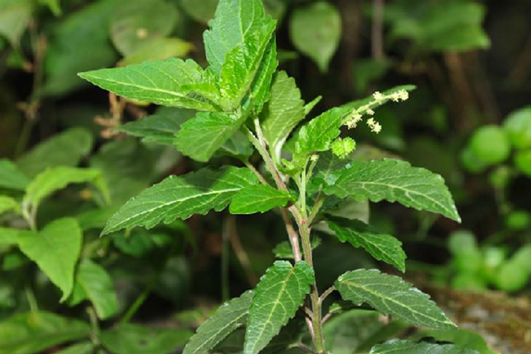 透骨草植株图 透骨草植株图