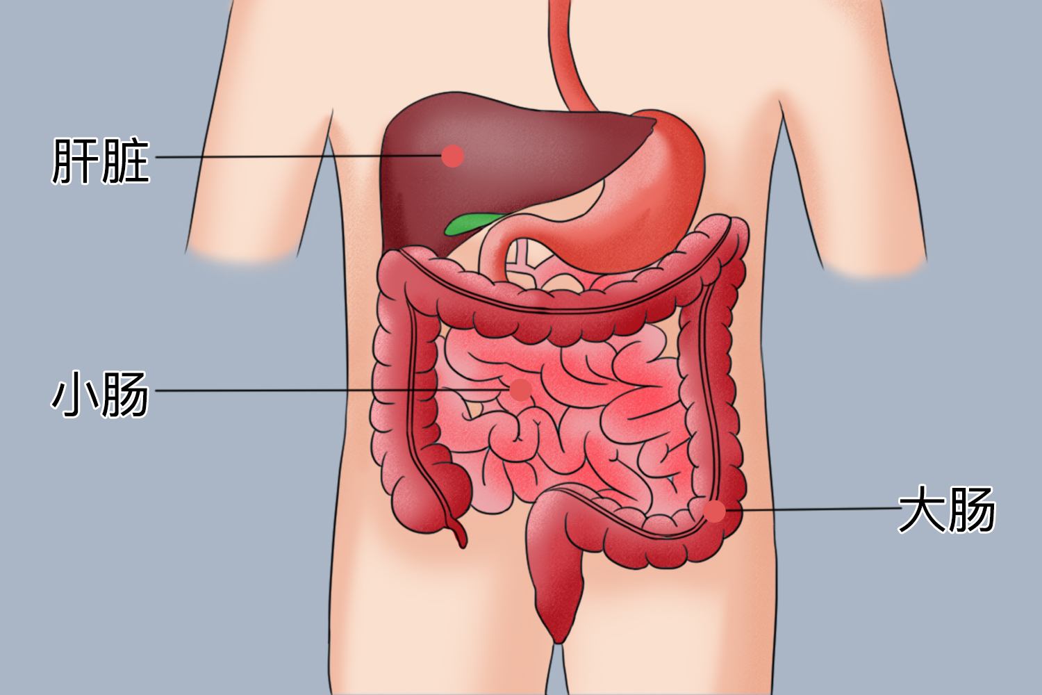 大肠位置图 腹部图片
