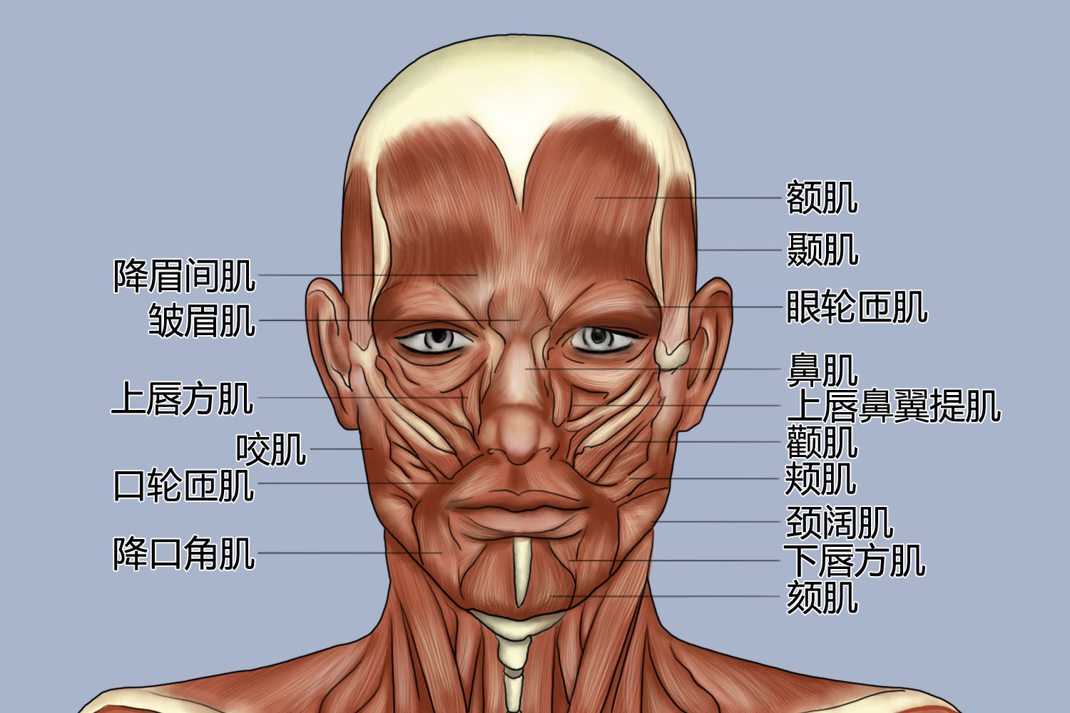 环绕口裂的环形肌称口轮匝肌,辐射状肌分别位于口唇的上,下方,其中较