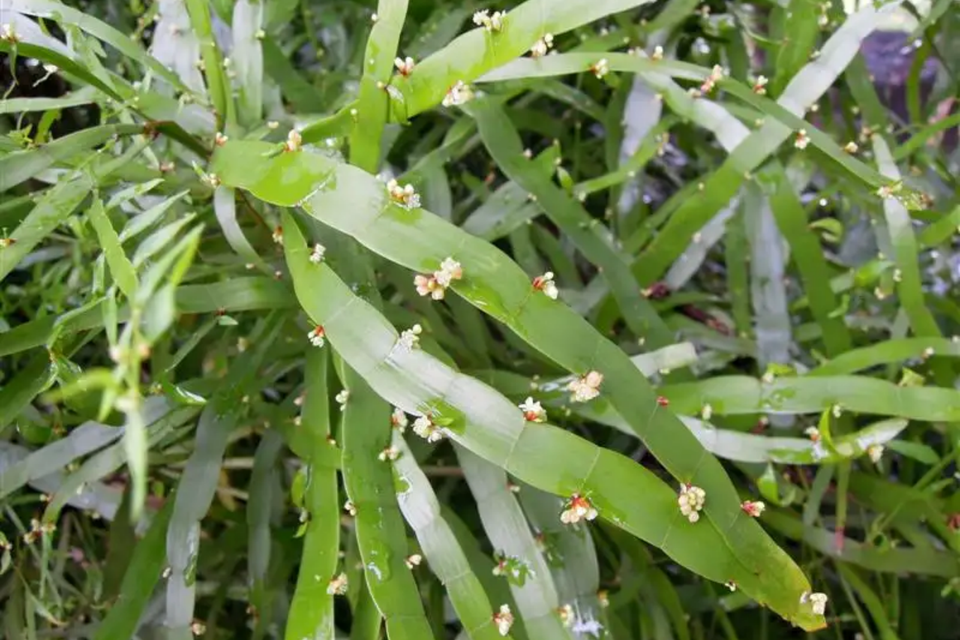 飞天蜈蚣草植株图