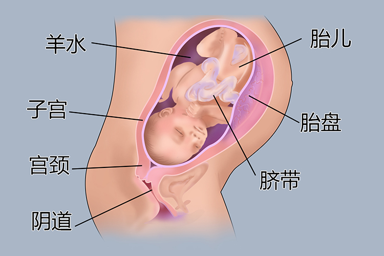 怀孕8个月胎儿图