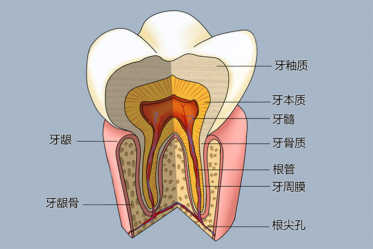 牙齿结构图