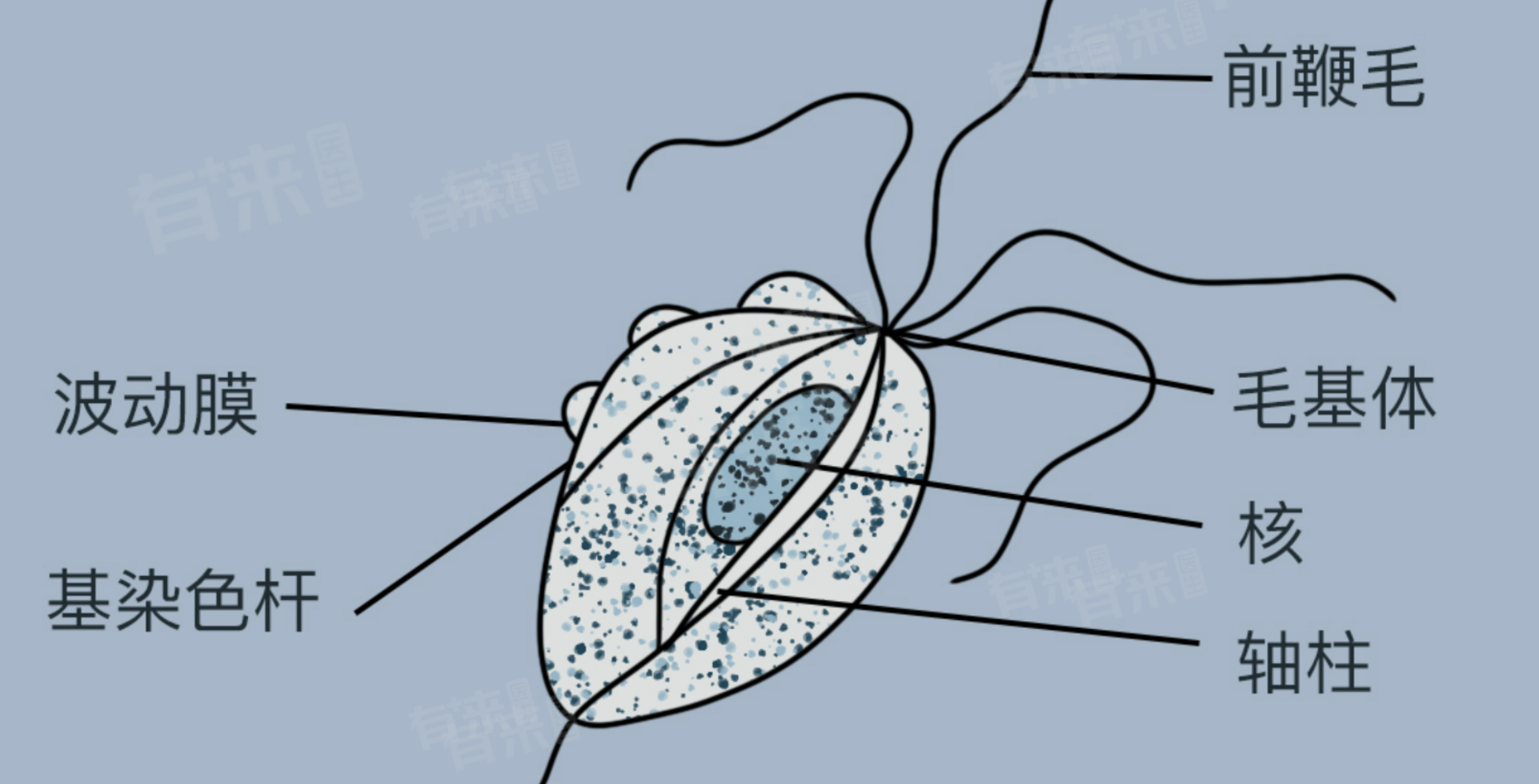 阴道毛滴虫+-是什么意思-有来医生