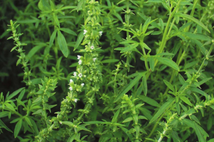 荆芥植株图 荆芥植株图