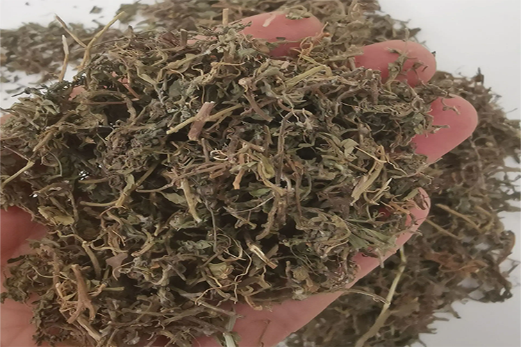 中药蚊子草图 中药蚊子草图