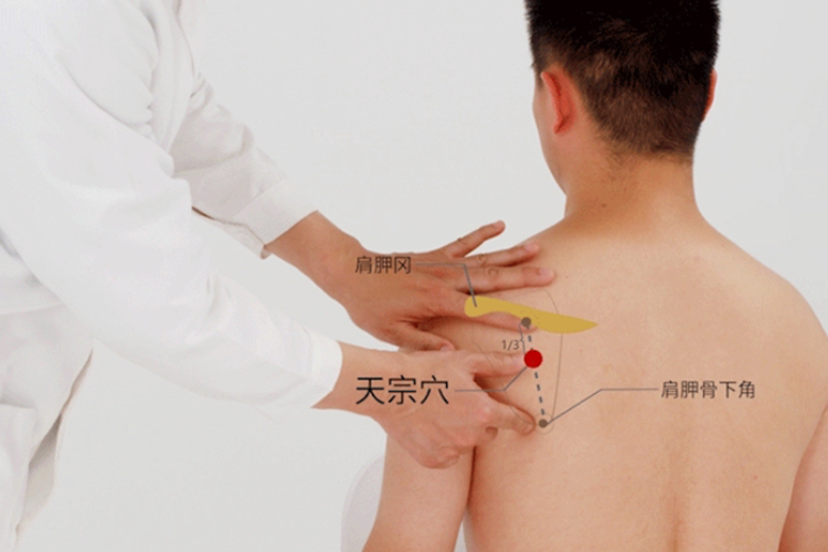 天宗穴位置图