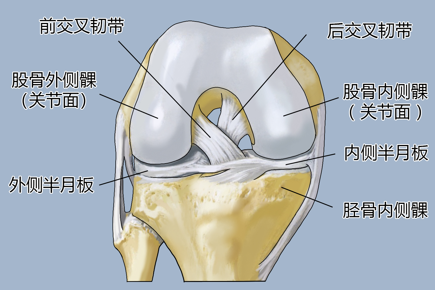 交叉韧带图片_有来医生