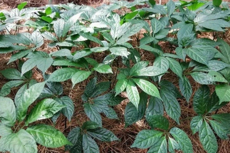 野生三七植株图