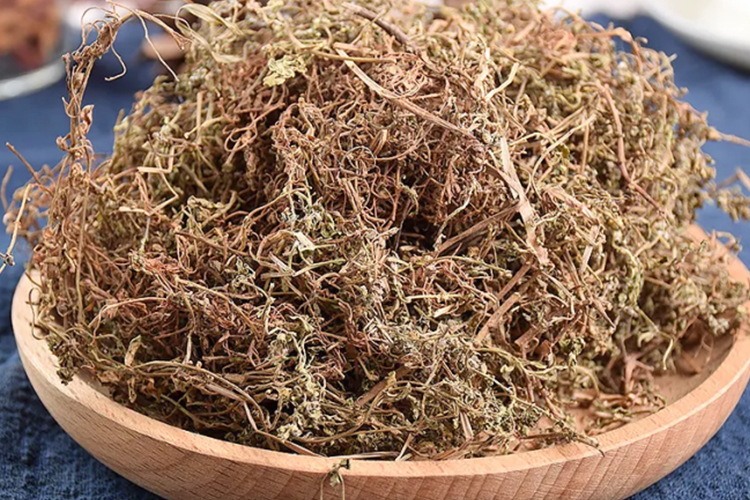 鹅不食草药材图