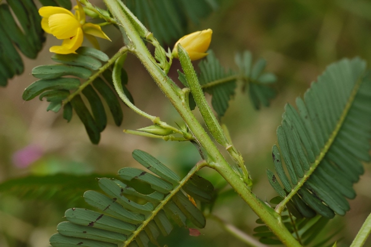 软肝草植株形态图