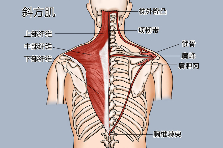 斜方肌位置图