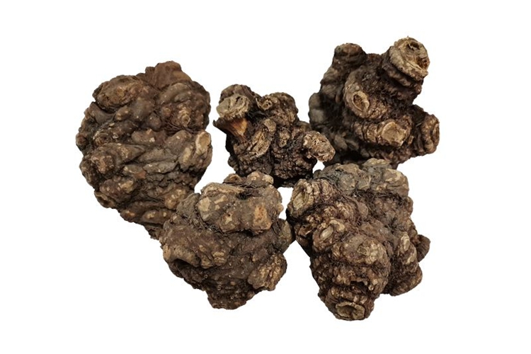 川芎整块根部图 川芎整块根部图