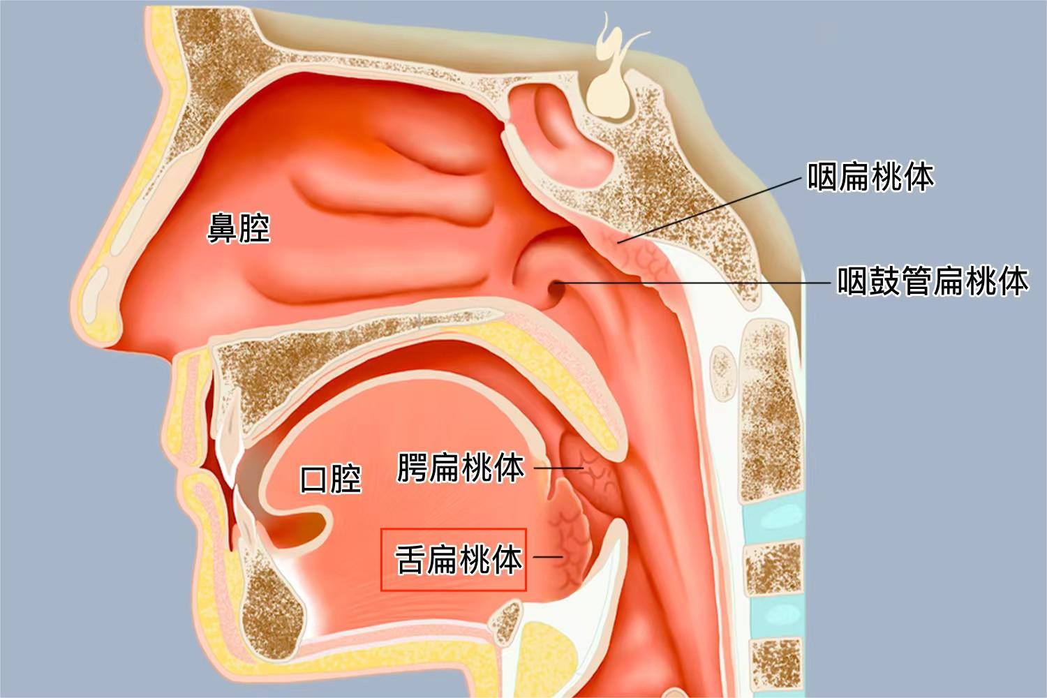 舌扁桃体示意图