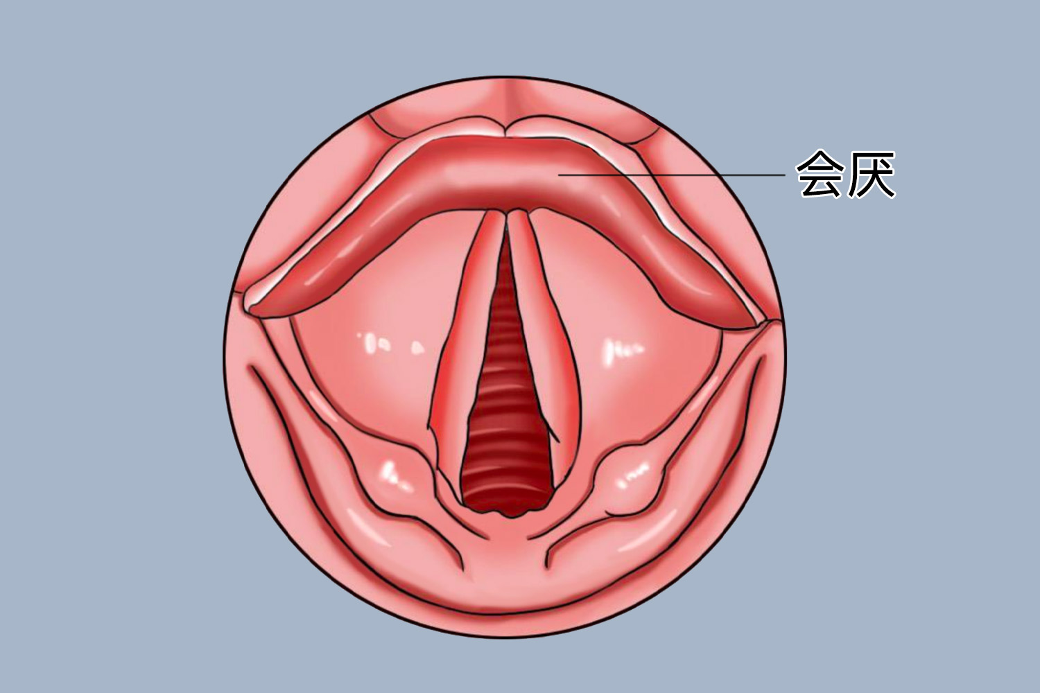 口腔会厌图