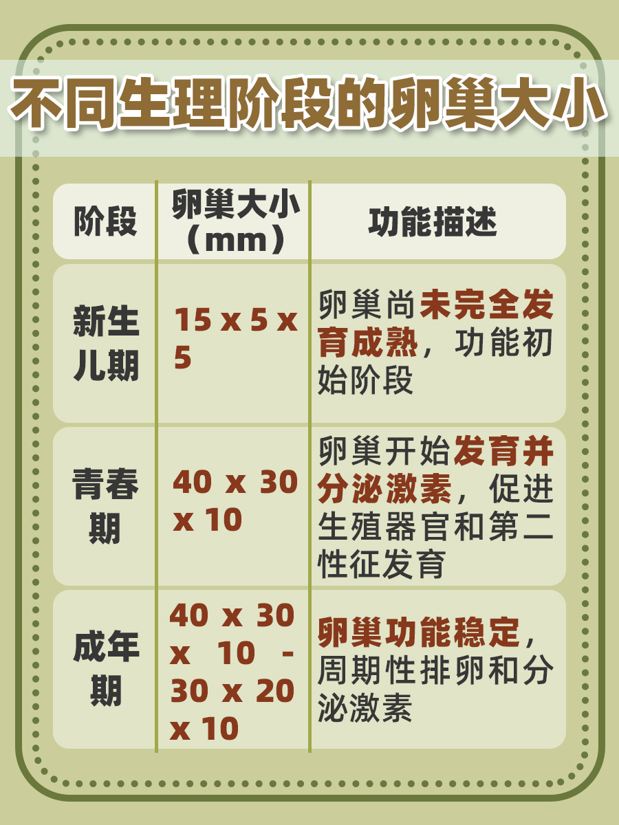 卵巢大小对照表mm