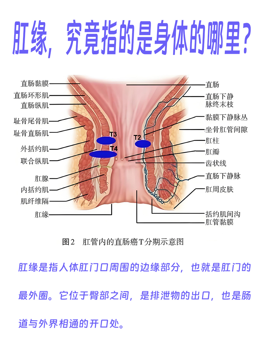 肛缘，究竟指的是身体的哪里？