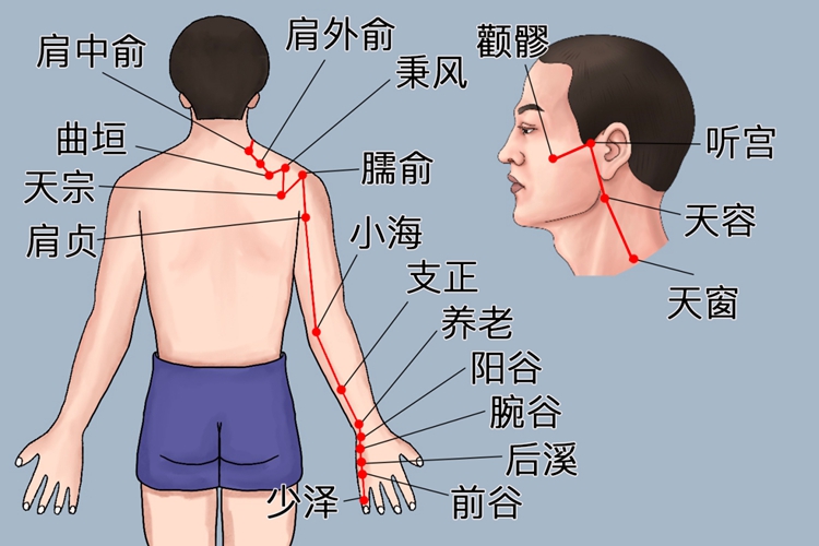 手阳明小肠经经络图