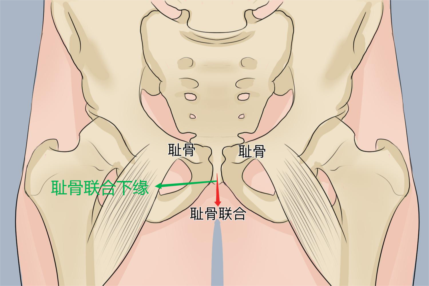 耻骨联合下缘位置图图片