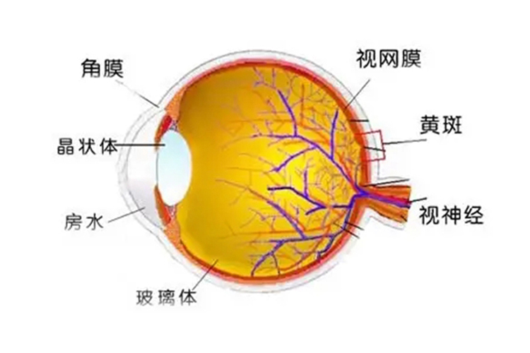 正常眼睛内部结构图