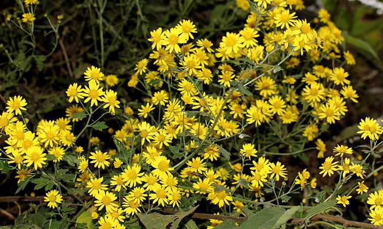 野菊花植株图