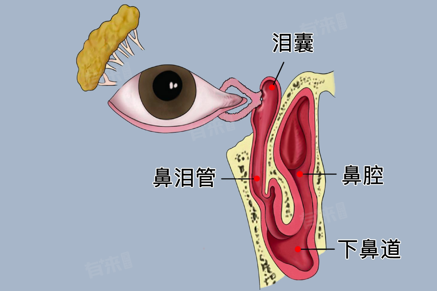 鼻泪管堵塞是什么症状-有来医生