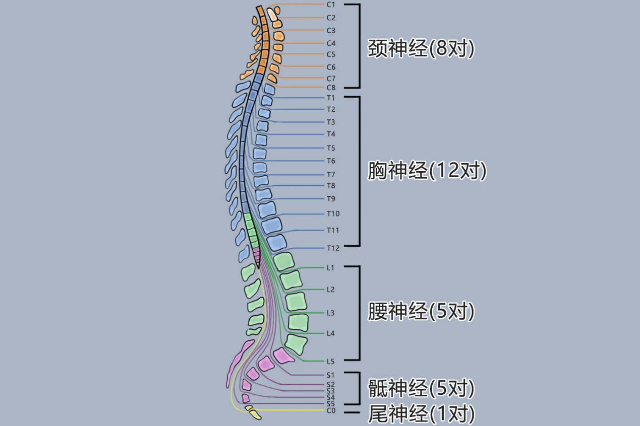 脊神经分布图