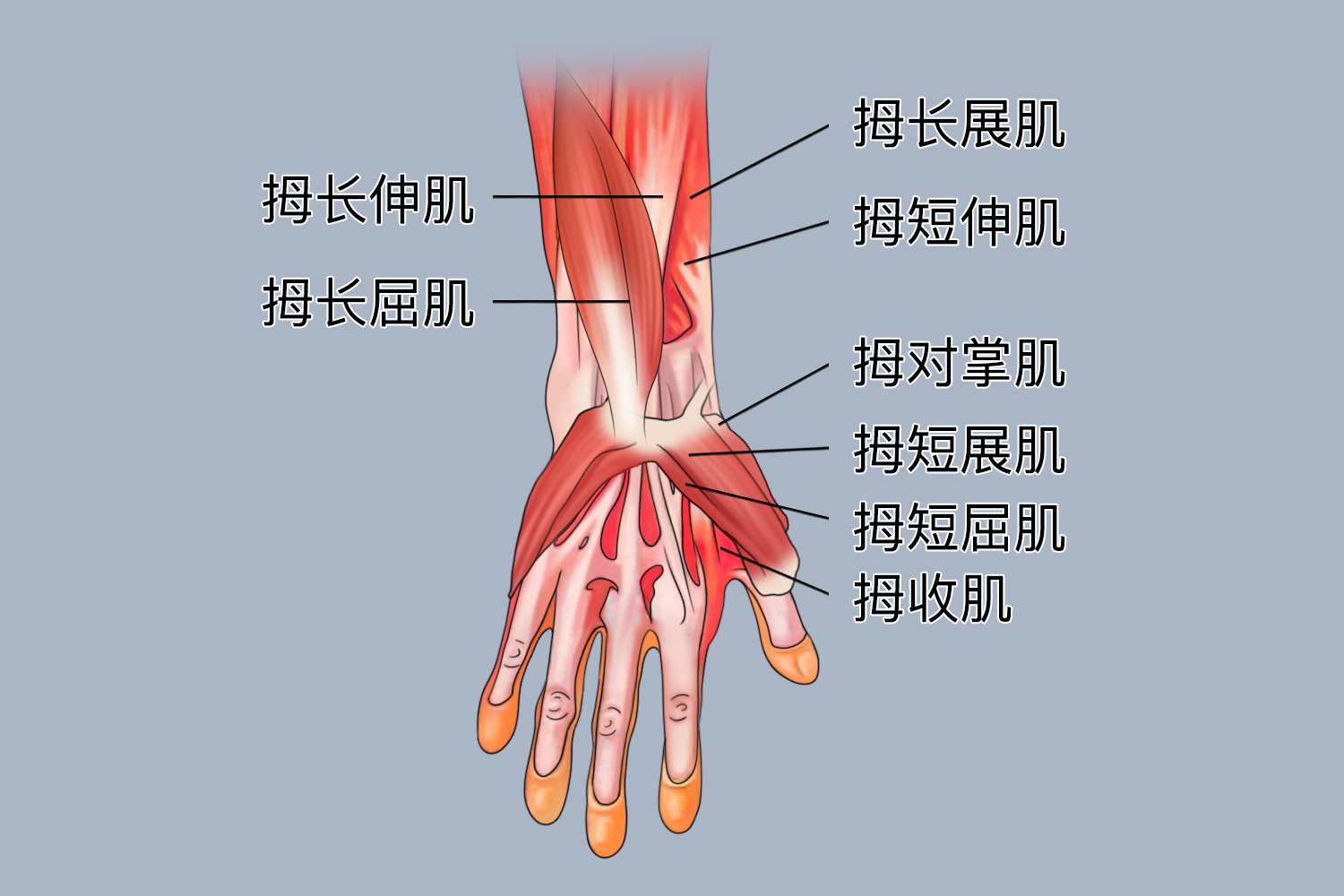 本文由有来医生原创,经专业医师审核校对