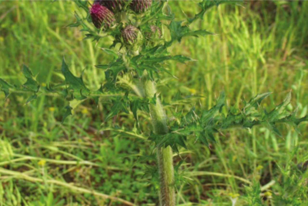 大蓟植株紫花图