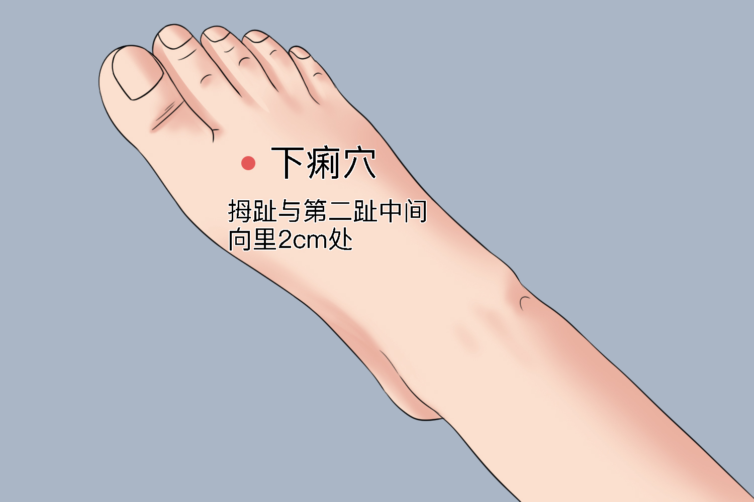 下痢穴准确位置图