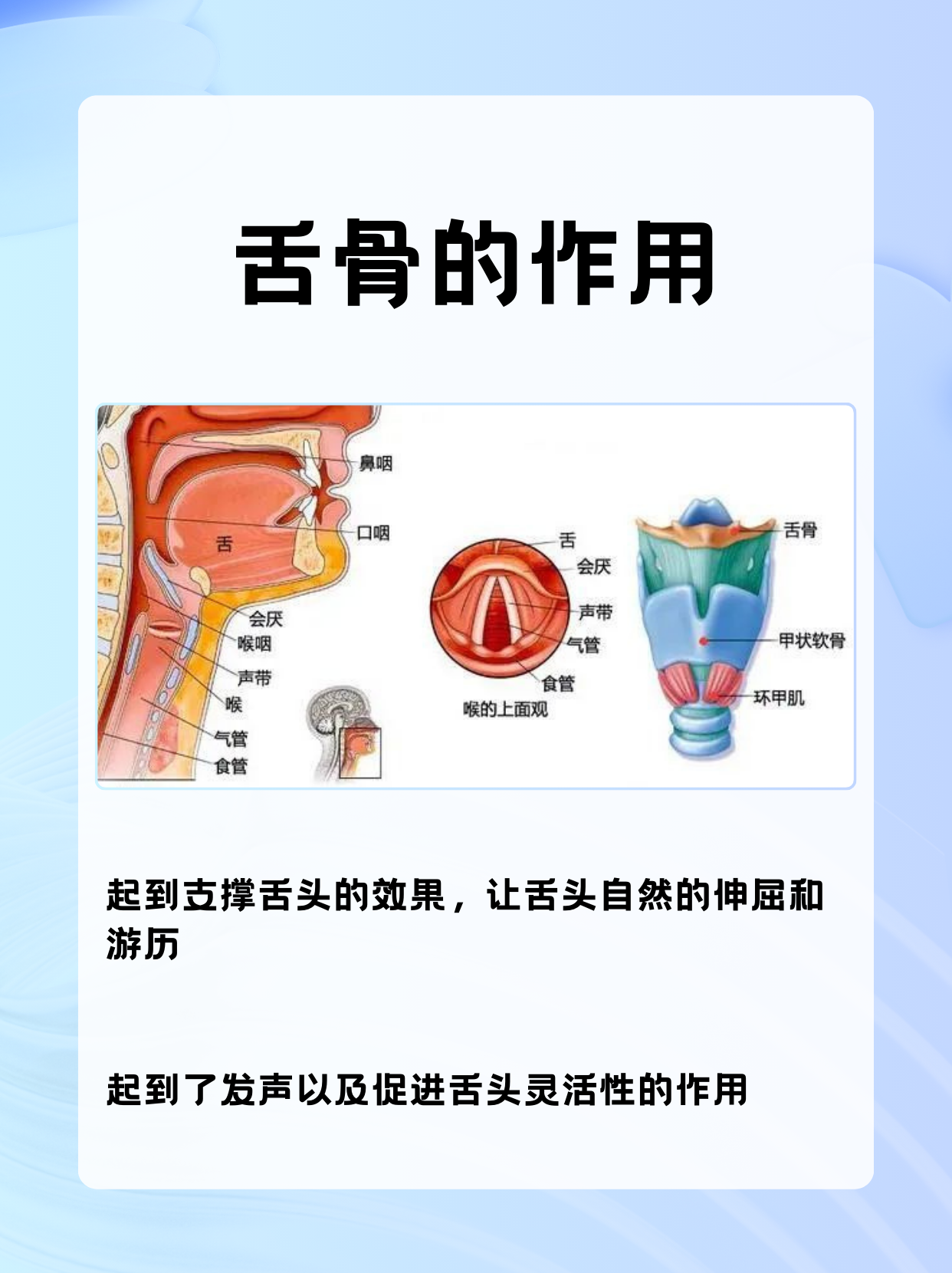 舌骨的位置在哪里?有什么作用?-有来医生