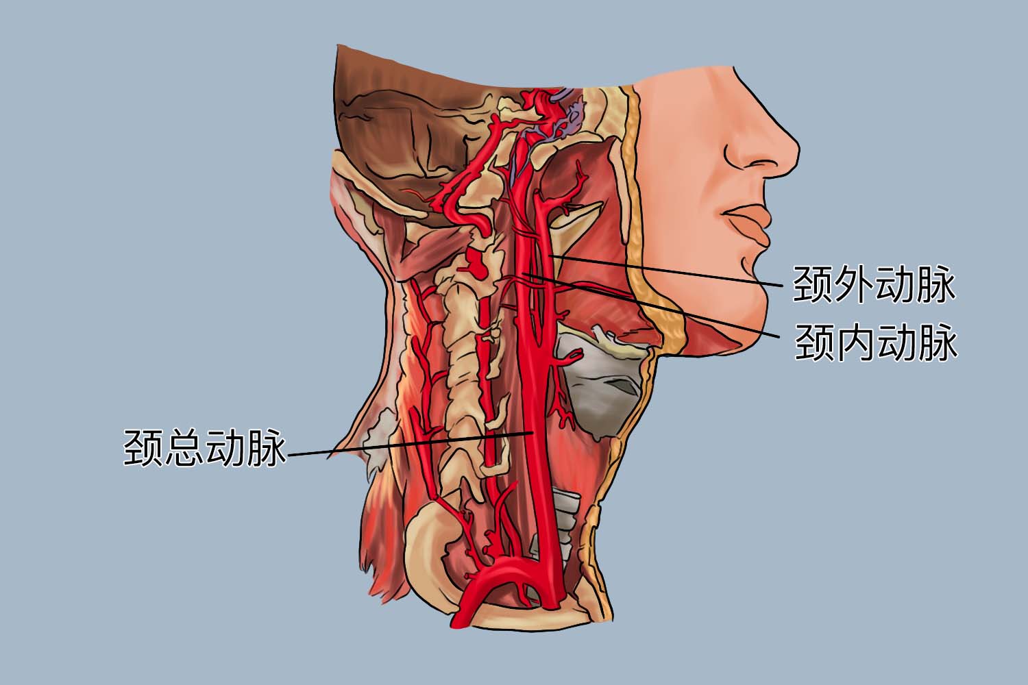 颈总动脉图