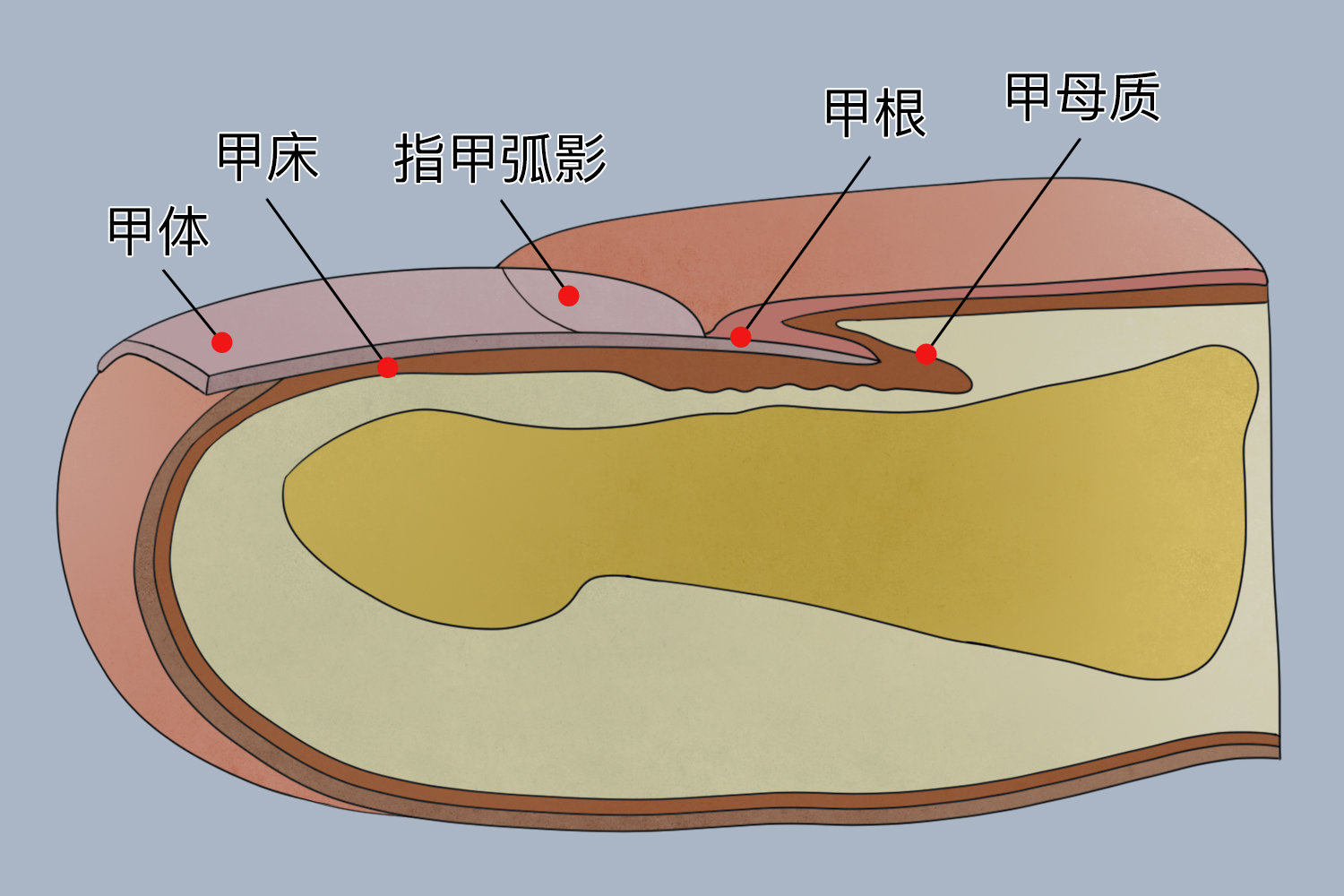 甲床位置图 甲床位置图