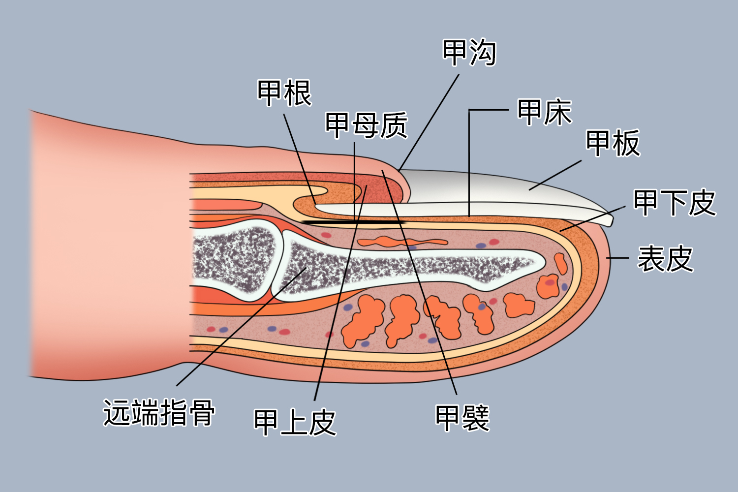 指甲基本结构图