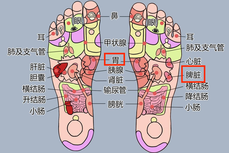 足底脾胃反射区图
