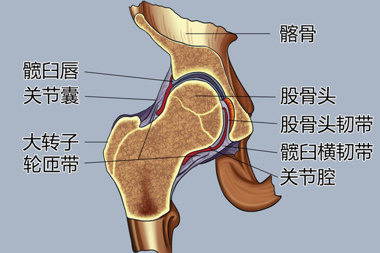 及横韧带，向下附着于股骨颈，前面达转子间线后面包裹股骨颈的内侧2/3。