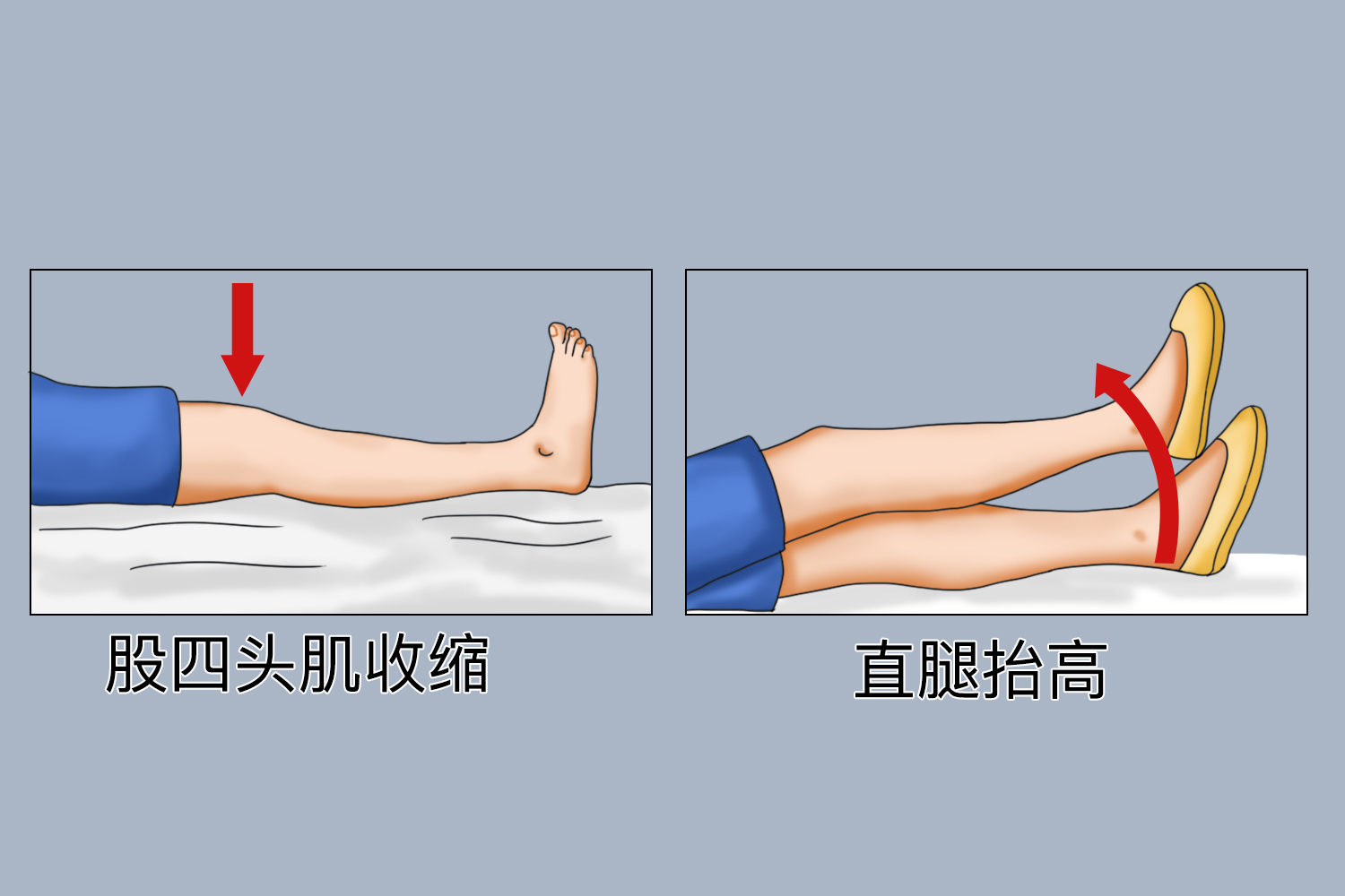 股四头肌收缩及直腿抬高训练图