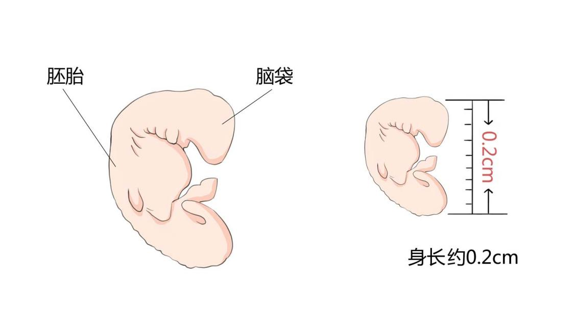 怀孕4周胎儿大小和发育标准2.png