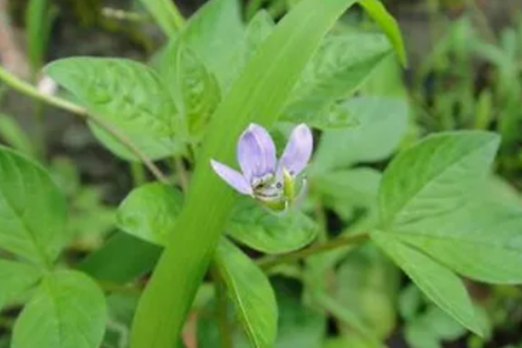 臭花菜植株形态图