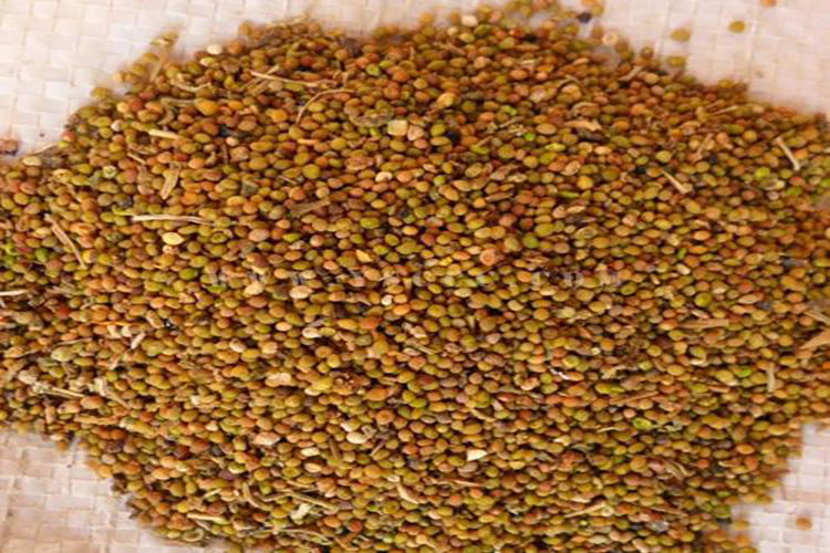 南方菟丝子药材图