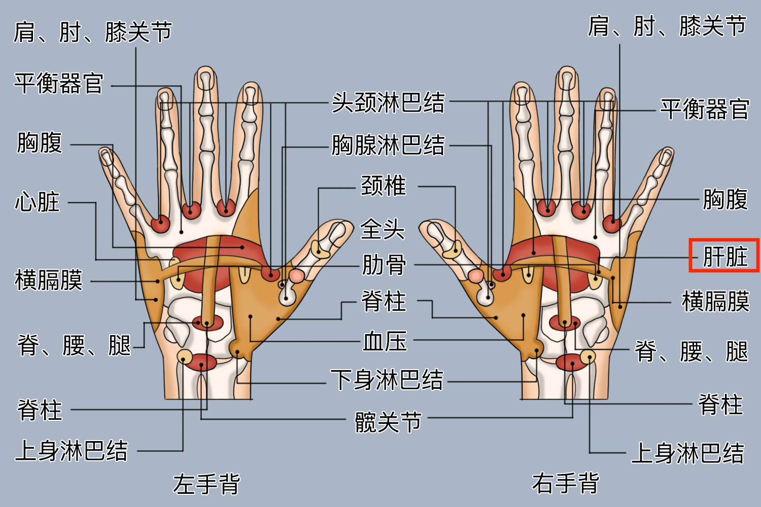 手上肝的反射区图片图片