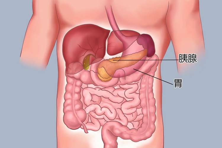 胰腺位置图