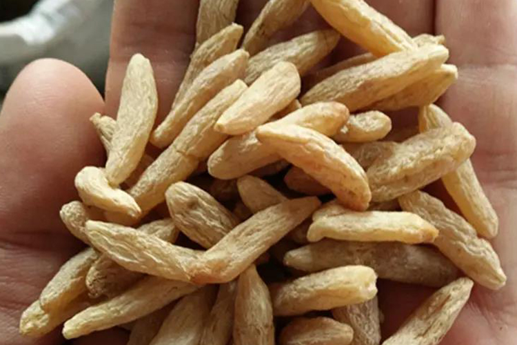 野生麦冬药材图 野生麦冬药材图