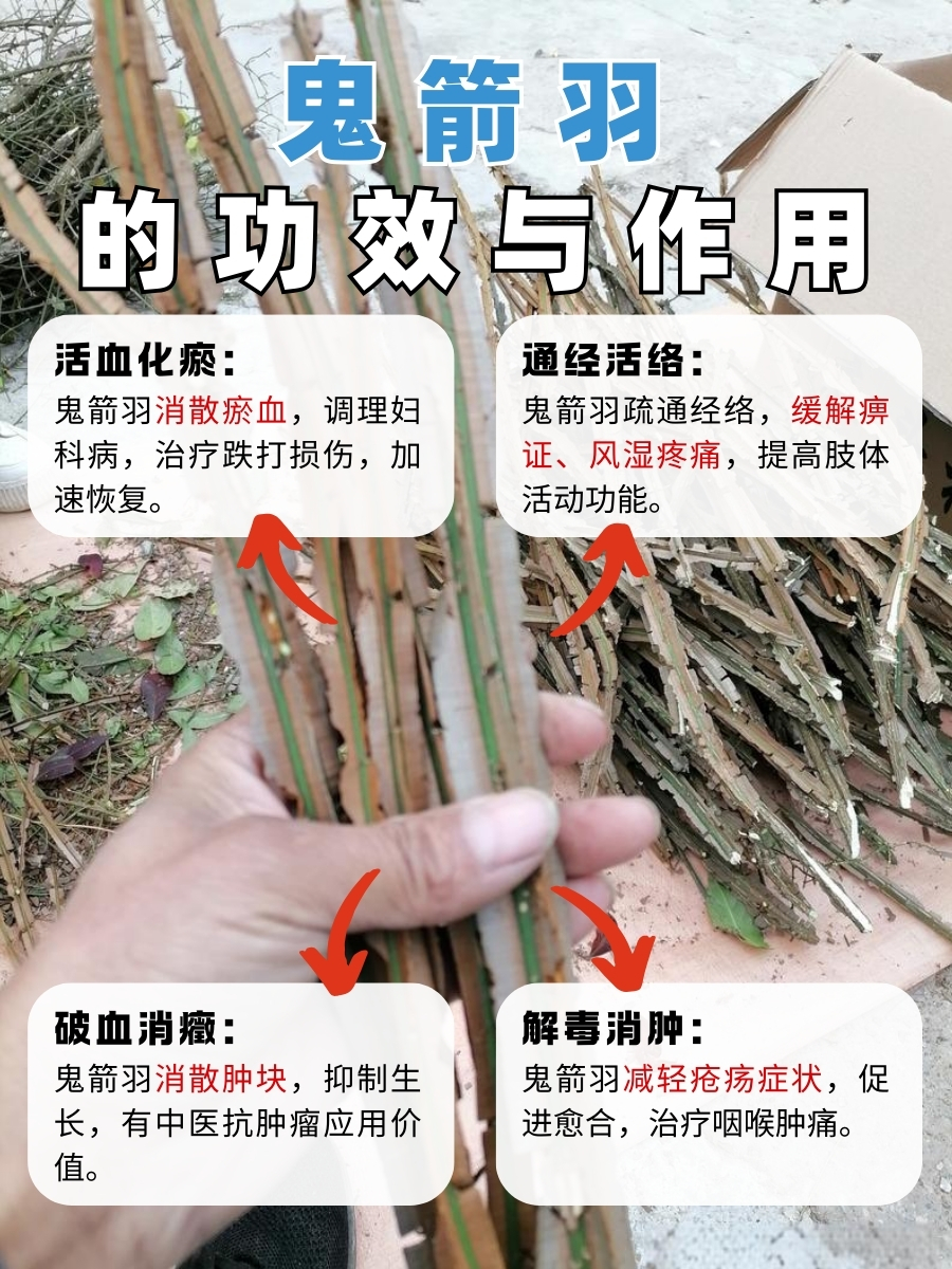 从中医角度看鬼箭羽的药用价值与功效