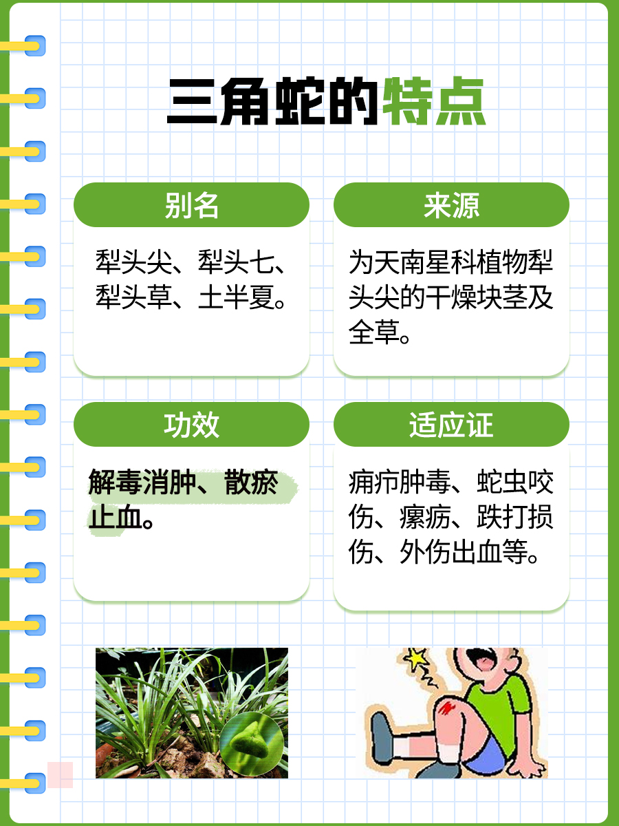 用药小知识：三角蛇草药有什么功效？