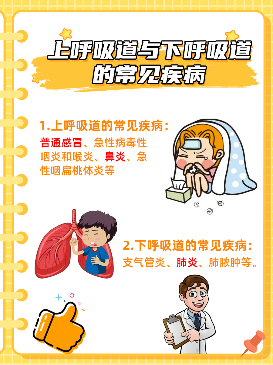 上呼吸道与下呼吸道的区别：读懂你的呼吸系统