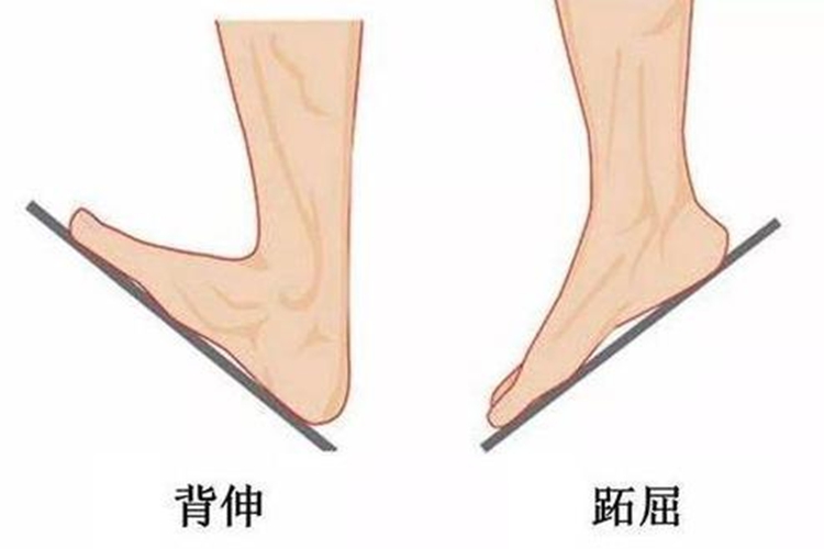 踝关节跖屈和背伸图 踝关节跖屈和背伸图